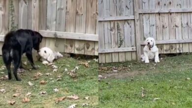 Photo of Dog Won’t Let Fence Stop Him From Meeting His New Neighbor