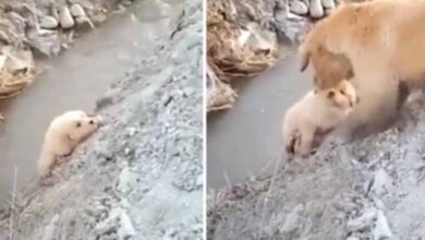Photo of Incredible Moment Mother Dog No Acted Fearlessly sᴀᴠᴇs Her Puppy From ꜰᴀʟʟɪɴɢ Into A Ditch