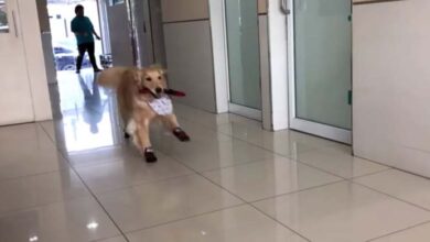 Photo of Golden Retriever Basically Treats The Vet’s Office As If It’s The ‘Playground’