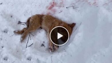 Photo of After Being Abandoned in the Forest, She Collapsed in the Snows and Was Attacked by the Wolves…