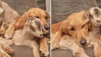 Photo of Rescued Baby Goats Consider Golden Retriever Their Mom, And Now The Family Are Inseparable