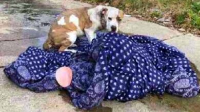 Photo of Family Dog Abandoned On The Curb Refused To Leave Her Blanket