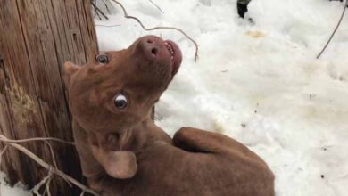 Photo of A poor dog was abandoned and had to fend for itself in the freezing snow, hungry, cold, shivering, crying for help, in bone-chilling cold.w – Malise