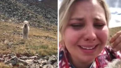 Photo of Dog missing 19 days in wilderness after fatal wreck gets emotional reunion with mom