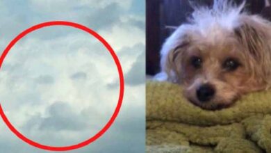 Photo of Hours After The Loving Dog Died, A Grieving Woman Sees His Face In The Clouds!