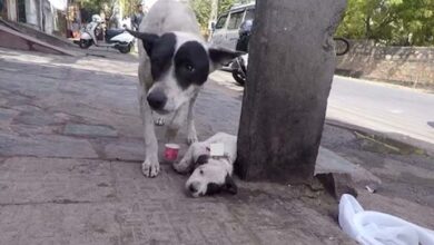 Photo of Mother Dog Cries Over Wounded Puppy, Emotional Moments