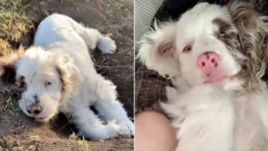 Photo of Deaf And Blind Puppy Amazes With The Use Of Her Nose