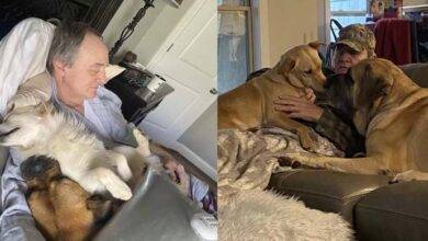 Photo of Woman Walks In On Her Dad Napping With All The Neighbor Dogs