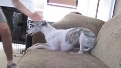 Photo of The dog sitter filmed this while the owners were on vacation, and they couldn’t believe the video