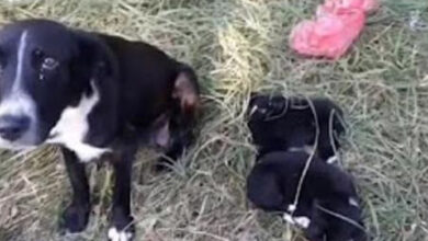 Photo of Desperate Mother Dog With Tears In Her Eyes Begs Rescuers To Help Save Her Puppies