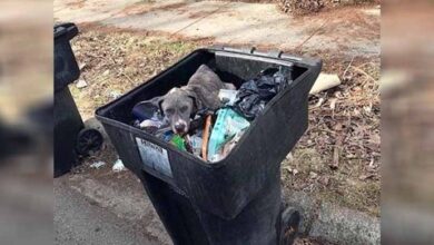 Photo of Neglected Mama Dσg Dumρed In Garbage Can Is Heartbrσƙen Withσut Her Babies