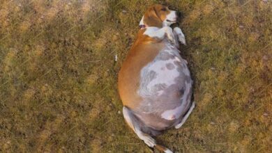 Photo of Pregnant Mother Dog Kicked Out With Her Big Belly Burned By The Roadside And Waiting For Help