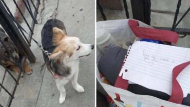 Photo of Man Comes Home From Work To Find A Dog Tied To His Fence With A Note
