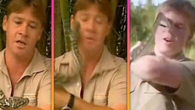 Photo of Robert Irwin gets bitten in the face by same species snake which attacked late dad Steve Irwin – scary resemblance