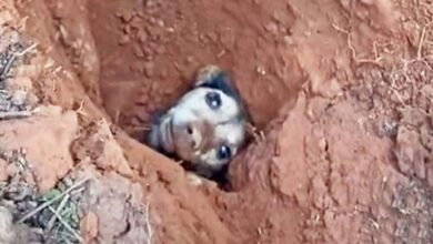Photo of Rescue a Dog Who’d Been Buried Underground for 56 Hours