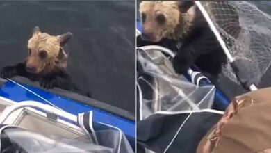Photo of Fishermen Rescue Two Drowning Wild Brown Bear Cubs From A Lake After They Were Separated From Their Mother