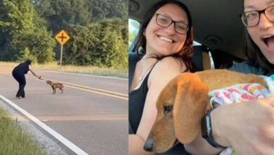 Photo of Sisters On Road Trip Stop The Car When They See A Starving Dog In The Road