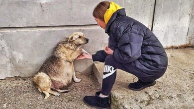 Photo of Street Dog Grabbed my Hand and her Eyes were Begging for Help … I couldn’t pass by