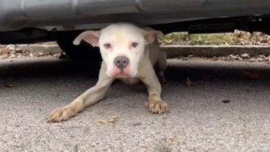 Photo of Stray Dog Living Under A Vehicle Waited Several Weeks Until Somebody Finds Him