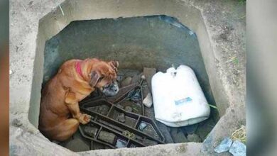Photo of Boxer Dog Left To Die In Concrete Hole, Found By 6-Year-Old Girl Who Bravely Saved Her