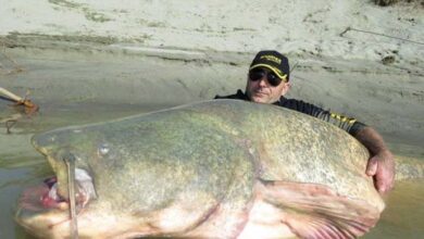 Photo of Fisherman catches huge fish – but then he makes an unusual discovery