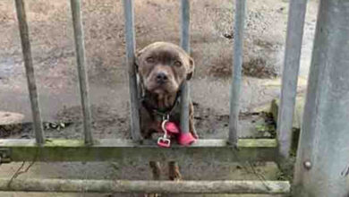 Photo of Her Owner Tied Her To A Shelter Gate & Drove Away, And The Dog Could Only Wait