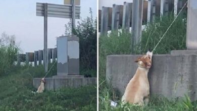 Photo of Man Saves Dog Hanging Near Highway Overpass By Electrical Cord