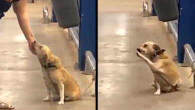 Photo of Abandoned By Owner At Supermarket Gate, Poor Dog ‘Wags’ To Each Passerby To Pray For Adoption