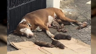 Photo of Dog gave birth on the street and did everything to protect her puppies until she collapsed