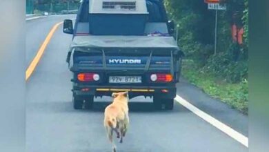 Photo of Mother Dog Seen Chasing After A Truck With Her Rescued Puppies