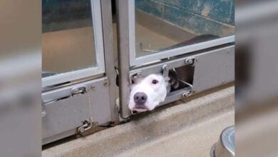Photo of Sad look from the kennel – bitch longingly waiting for her to be adopted too