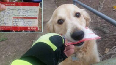 Photo of Sweet Mailman Writes Letters On Days There Is No Mail To Dog Who Loves Picking Up Mail For Her Family