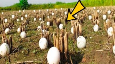 Photo of Farmer Finds Hundreds Of Strange Eggs In His Crops – But When They Hatch, He Bursts Into Tears