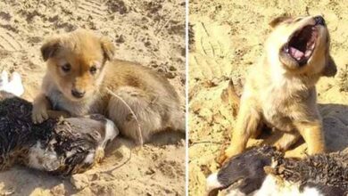 Photo of A Dog in Agony Refuses to Abandon his Deceased Brother Despite Obstacles