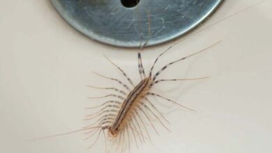 Photo of Why you should never kill a house centipede if you find one inside your house