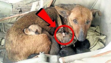 Photo of She Found A Stray Dog Nursing Its Puppies & She Called The Police Later But Why?