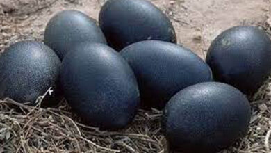 Photo of What Chickens Lay Black Eggs? All you need to Know about Black Chicken eggs