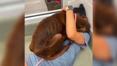 Photo of Dog Stranded On Highway Gives Rescuer Biggest Hug After She Saves Him