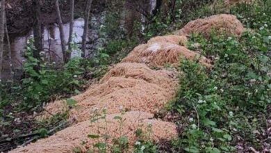 Photo of What Led To 500 Pounds of Alphabet Pasta And Noodles Being Dumped In The Woods Has Been Found Out.