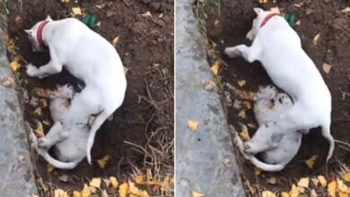 Photo of Puppy Desperately Digs The Ground To Wake Up Its Dead Sibling Killed By A Car