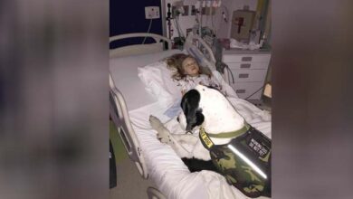 Photo of Dog Gives His All For Little Girl, So Family Decides To Return The Favour