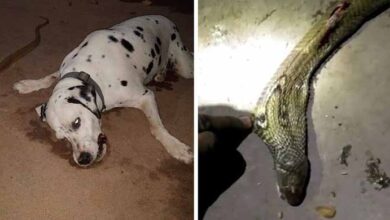 Photo of This courageous dog risked its own life to save its owner when it was bitten by a cobra, ultimately sacrificing its life in the process.