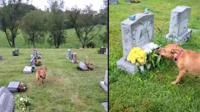 Photo of Emotional Puppy Knows Exactly Which Grave Is For His Passed Away Grandma