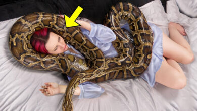 Photo of Woman Thought She Could Sleep Safely With Her Pet Python Every Night, Until The Vet Showed Her The Startling Truth