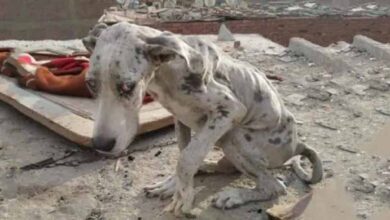 Photo of Starving Great Dane Was Eating Stones To Survive Until A Family Showed Up
