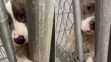 Photo of Sweet Shelter Pup Sticks Her Paw Through Kennel Bars To Hold Hands