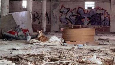 Photo of Dog Curled Up On Blanket In Abandoned Building Is So Grateful Someone Found Her