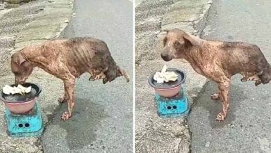 Photo of Abandoned dog with only two legs survived but no one helped