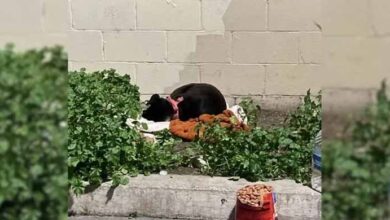 Photo of Abandoned Dog Sleeps On Curb Awaiting Her Family’s Return