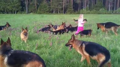 Photo of The moment the girl raised her hands in the air, a great thing happened. 14 dogs surrounded her.